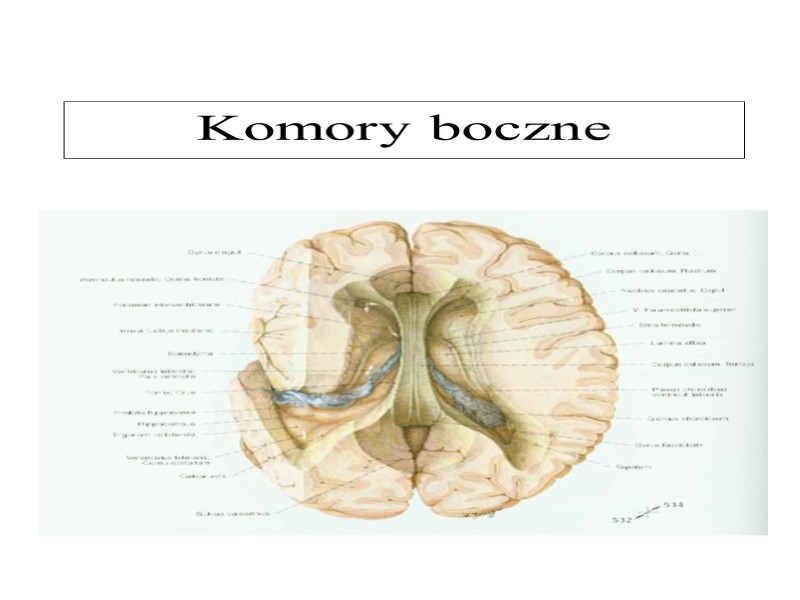 Komory boczne